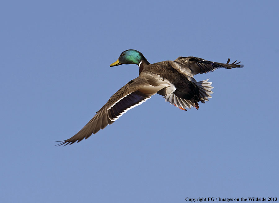 Mallard in flight.