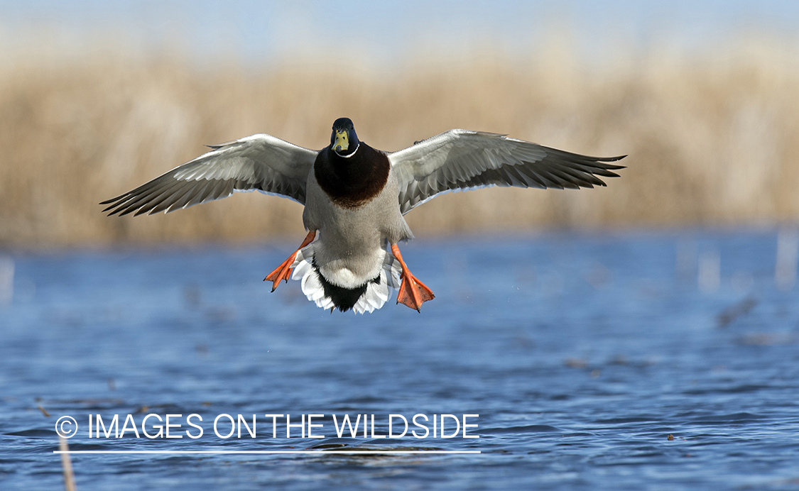 Mallard in flight.