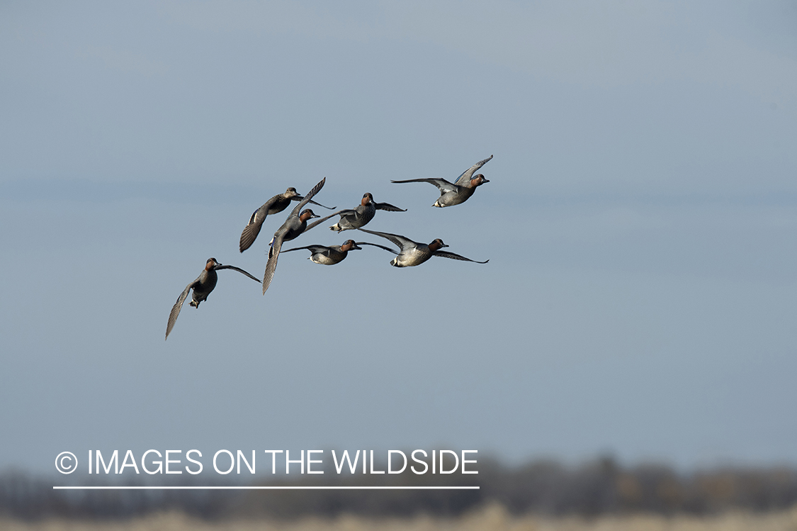 Green-winged Teal in flight.