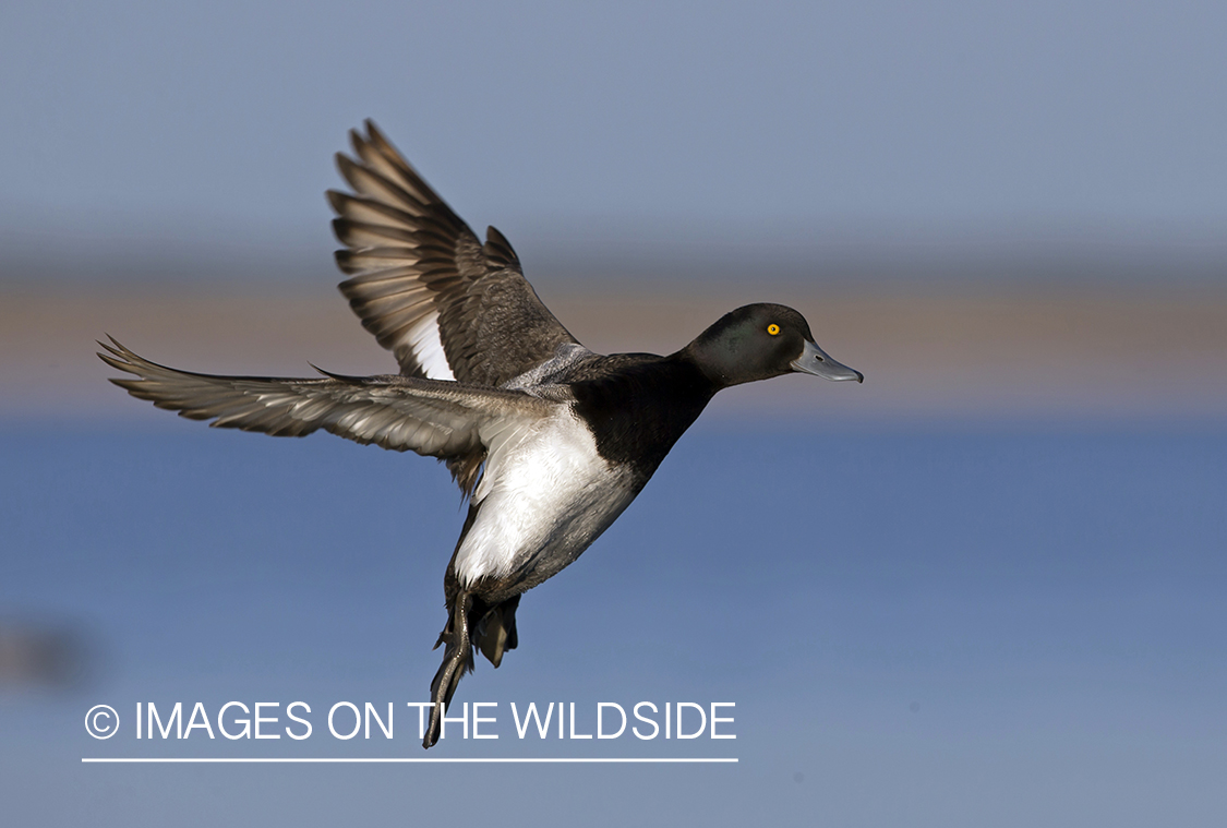 Lesser Scaup in flight.