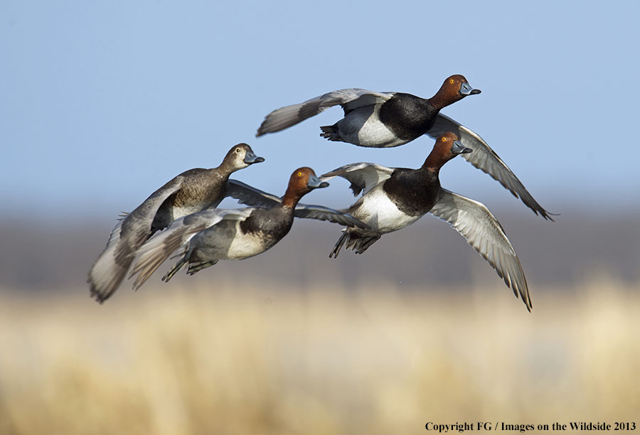 Flock of readhead ducks in flight.