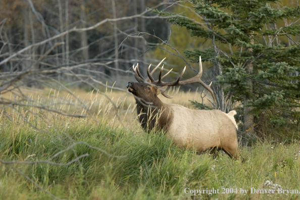 Rocky Mountain bull elk scent marking.