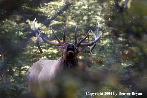 Rocky Mountain bull elk bugling.