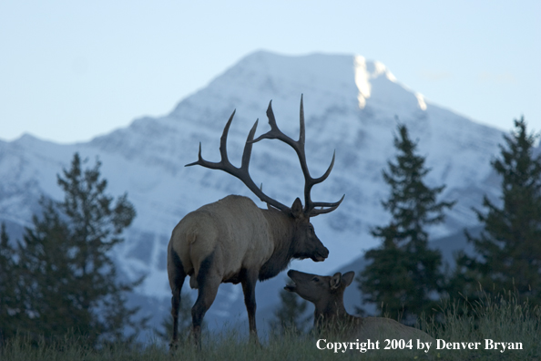 Rocky Mountain bull elk with cow.  Mountain backdrop.