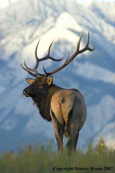 Rocky Mountain Elk