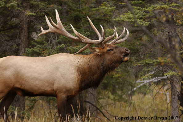 Rocky Mountain Elk bedded down