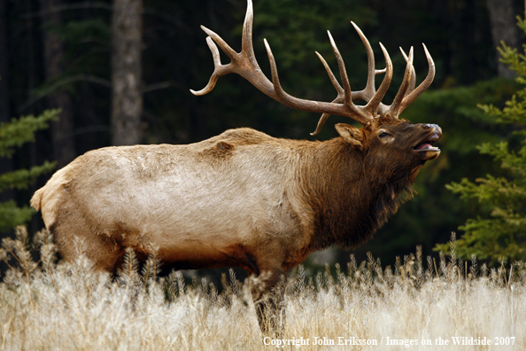 Rocky Mountain Elk bugling