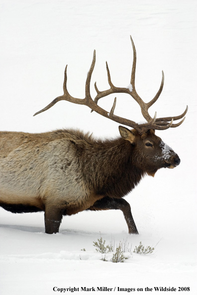 Rocky Mountain Elk in habitat