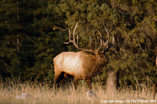 Bull Elk