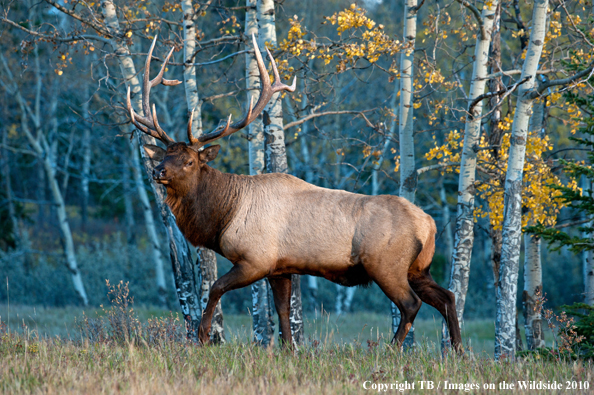 Rocky Mountain Bull Elk