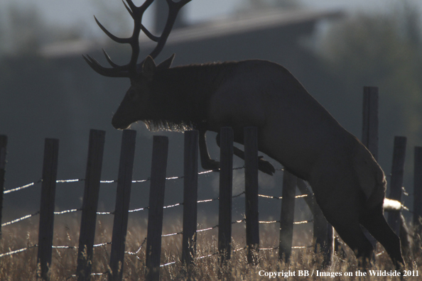 Bull elk jumping fence. 