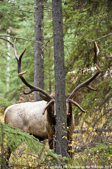 Rocky Mountain bull elk in habitat. 