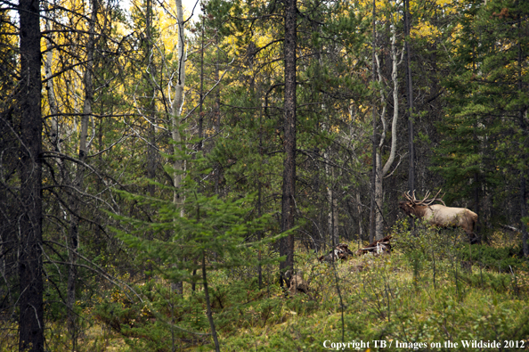 Bull elk bugling. 