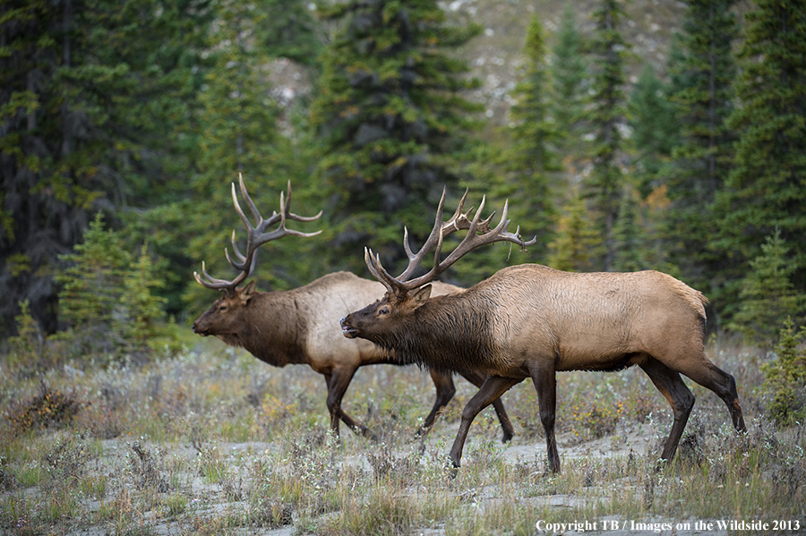 Rocky Mountain Elk in habitat.