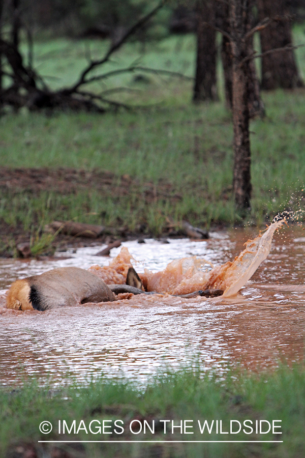 Rocky Mountain Elk calf playing in water. 