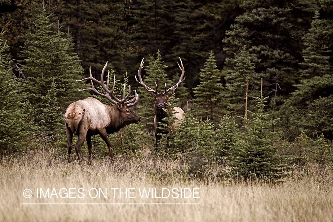 Rocky Mountain Bulls competing during the rut.