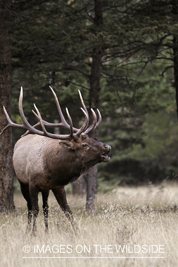 Rocky Mountain Bull Elk bugling in habitat.