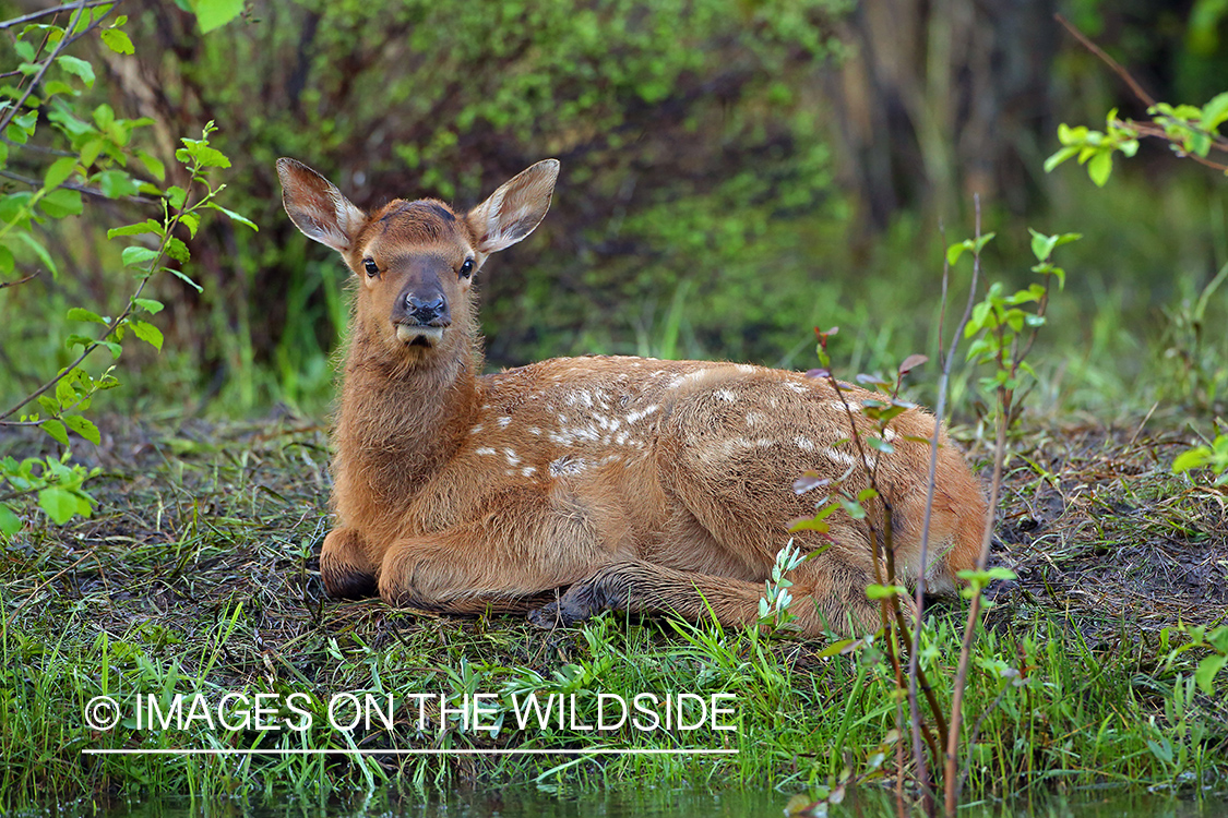 Rocky Mountain elk calf