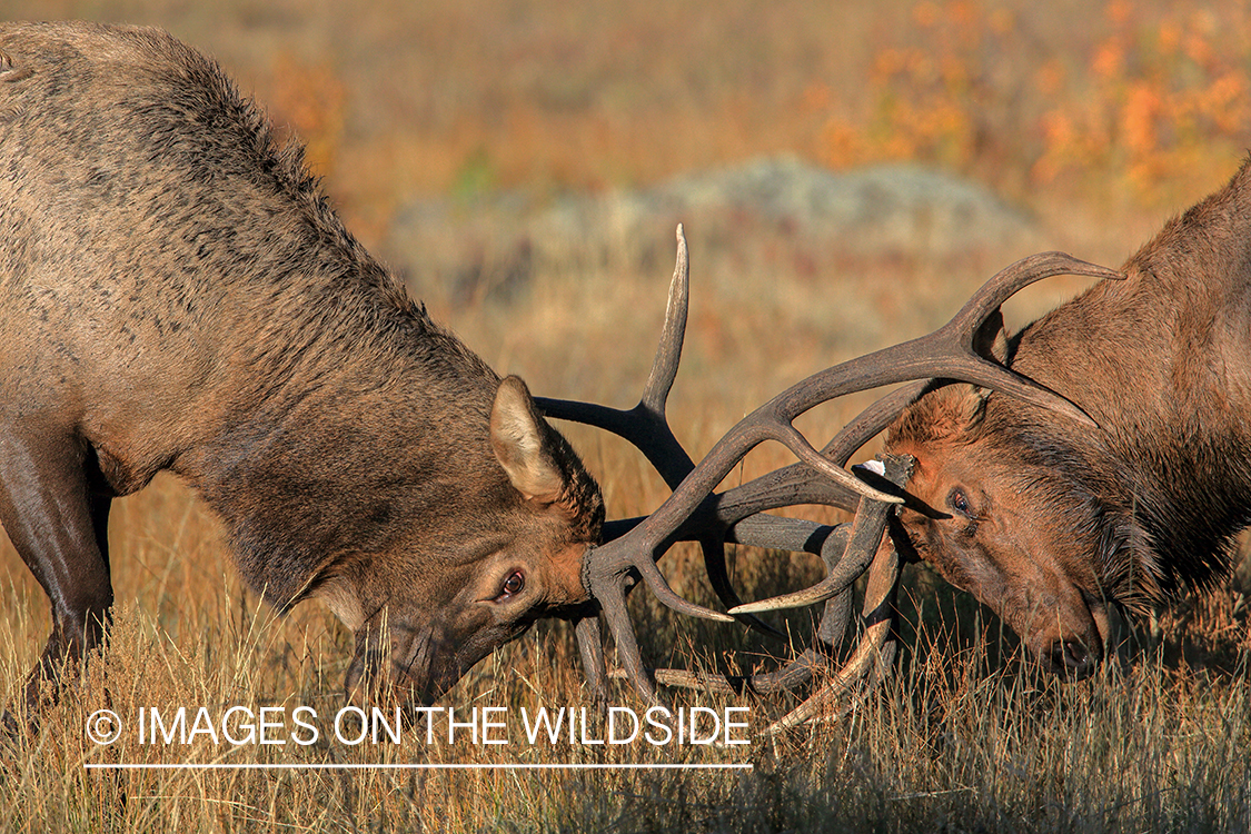 Bull elk fighting during rut.