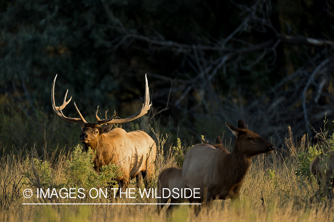 Elk in field.