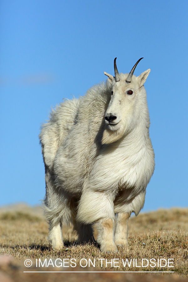 Rocky Mountain Goat in habitat. 