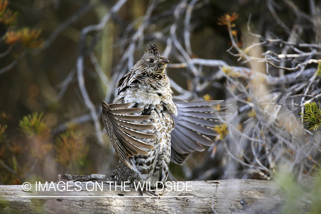 Male Ruffed grouse drumming in habitat.