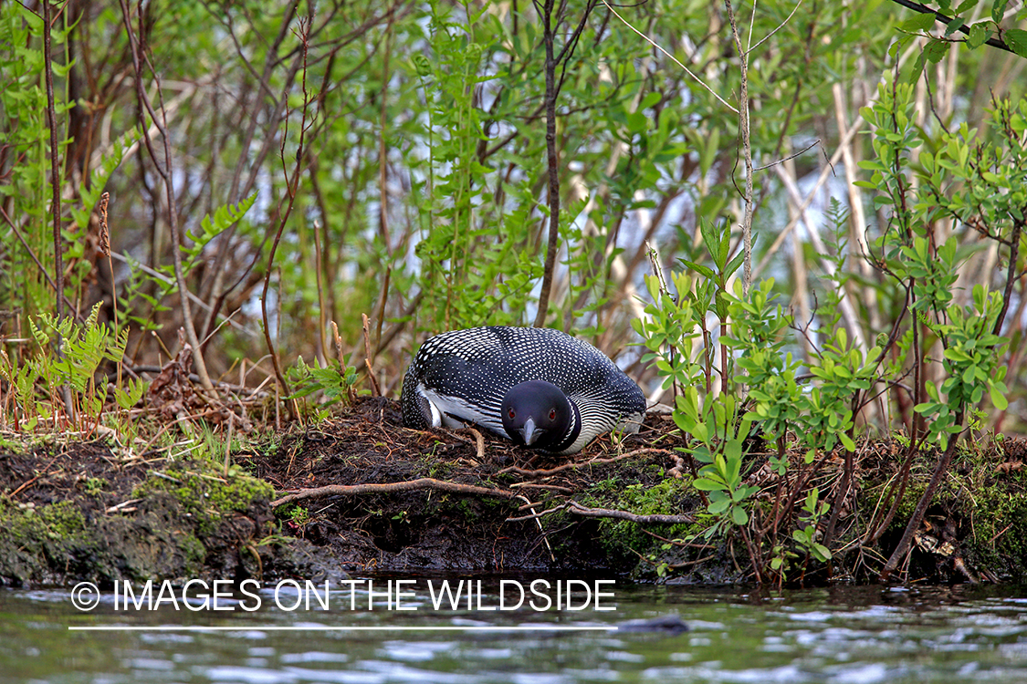 Common Loon sitting on bank.