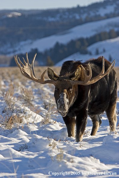 Shiras bull moose in habitat.