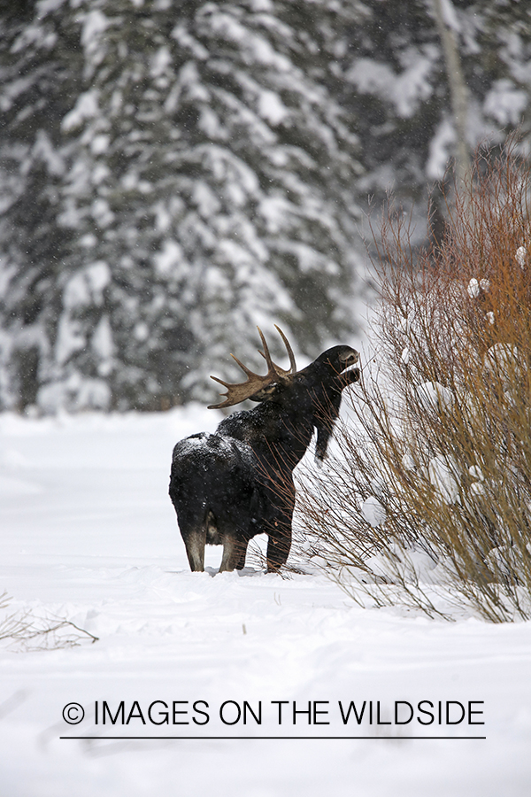 Shiras bull moose in winter habitat.