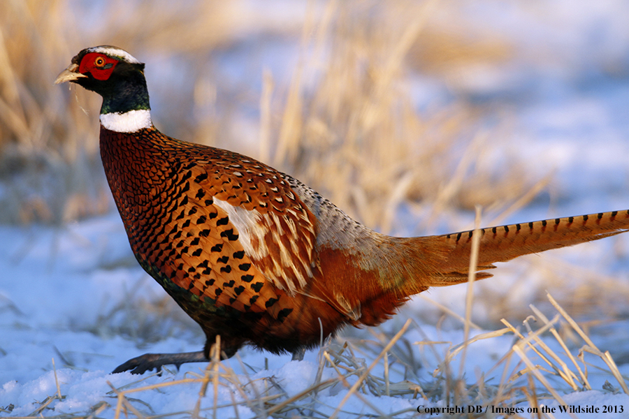 Ring-necked pheasant in habitat