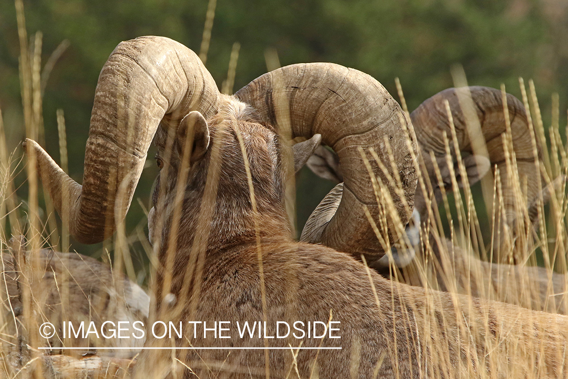 Rocky Mountain Bighorn ram in field.