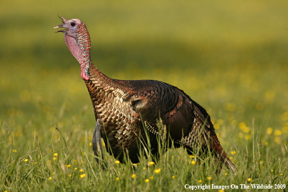 Eastern Wild Turkey in habitat