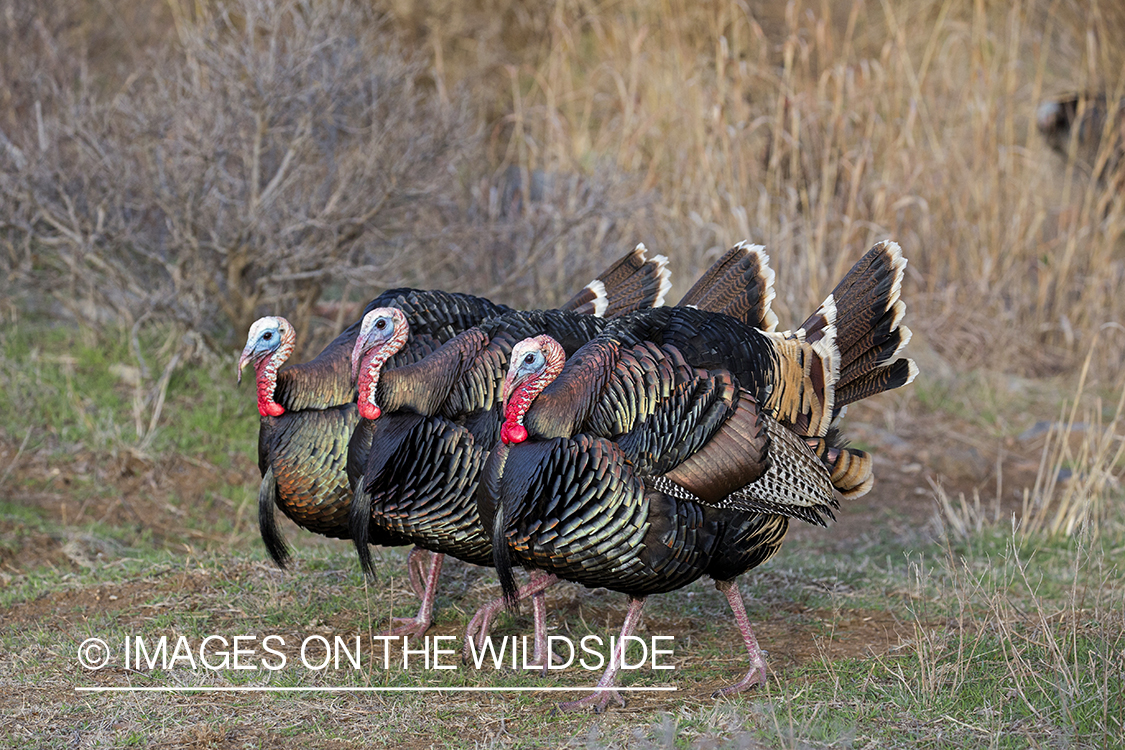 Flock of Rio Grande Turkeys in habitat.