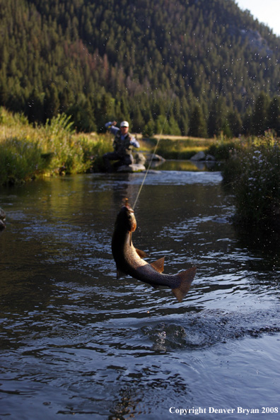 Flyfisherman with nice rainbow trout jumping