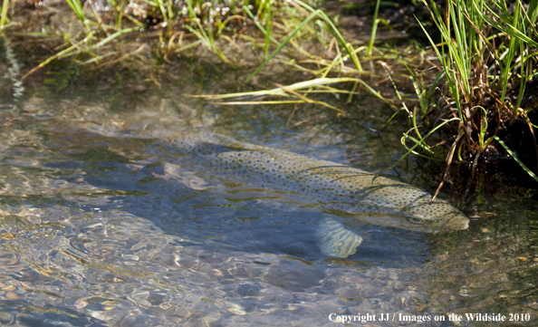 Brown Trout in habitat. 