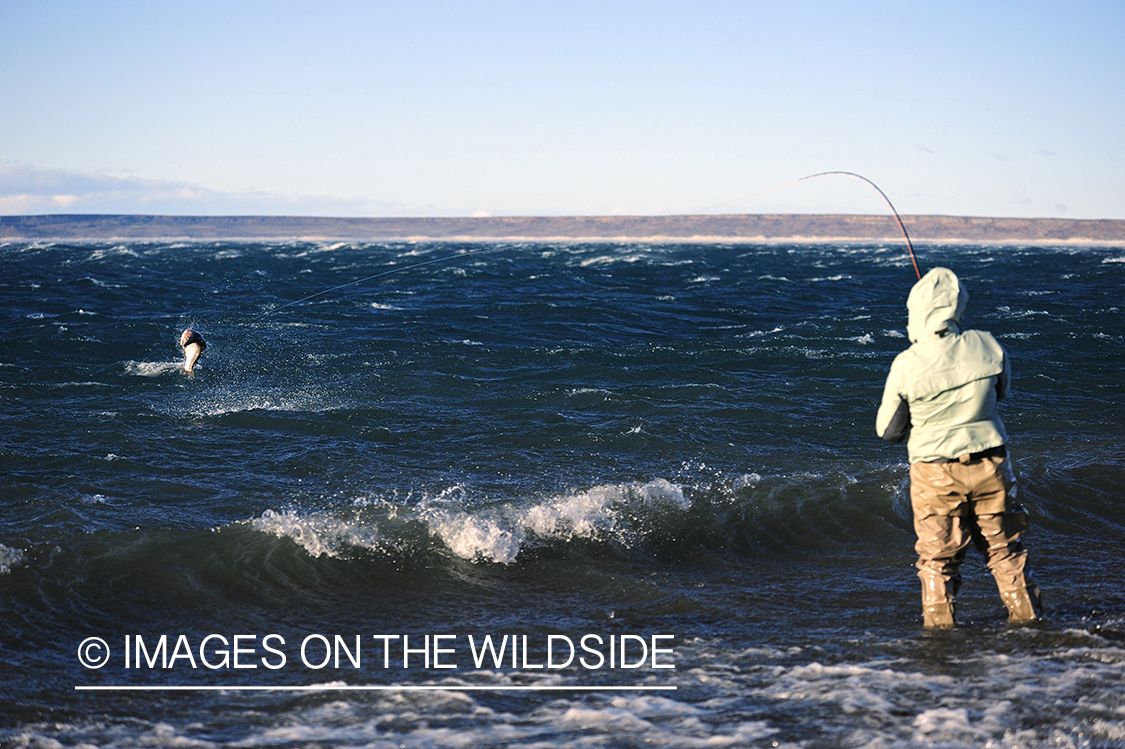 Jurassic Lake flyfisher fighting rainbow trout, Argentina.