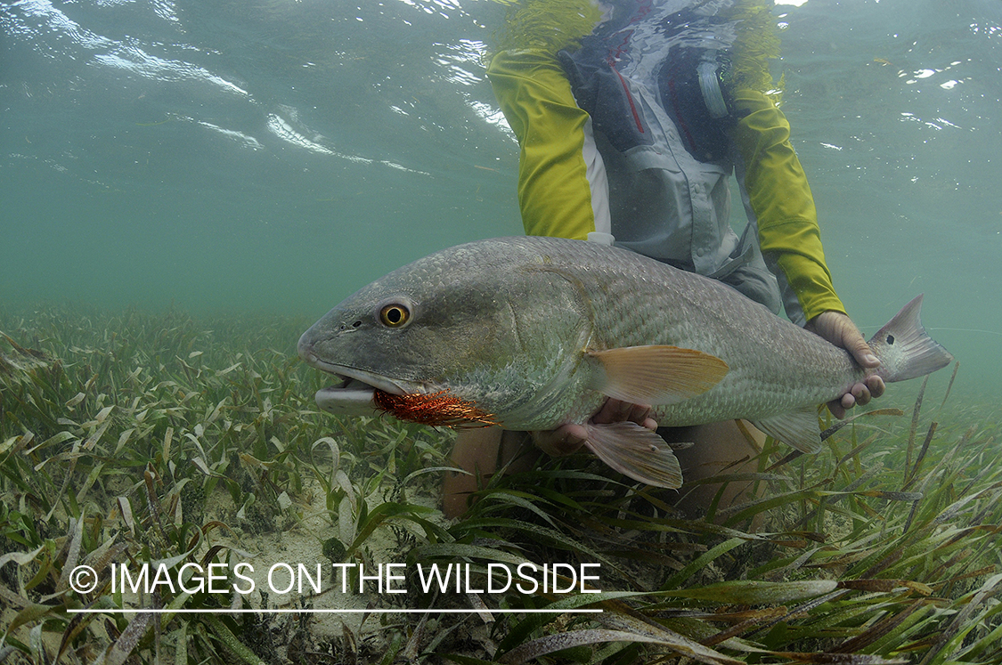 Flyfisherman releasing redfish.