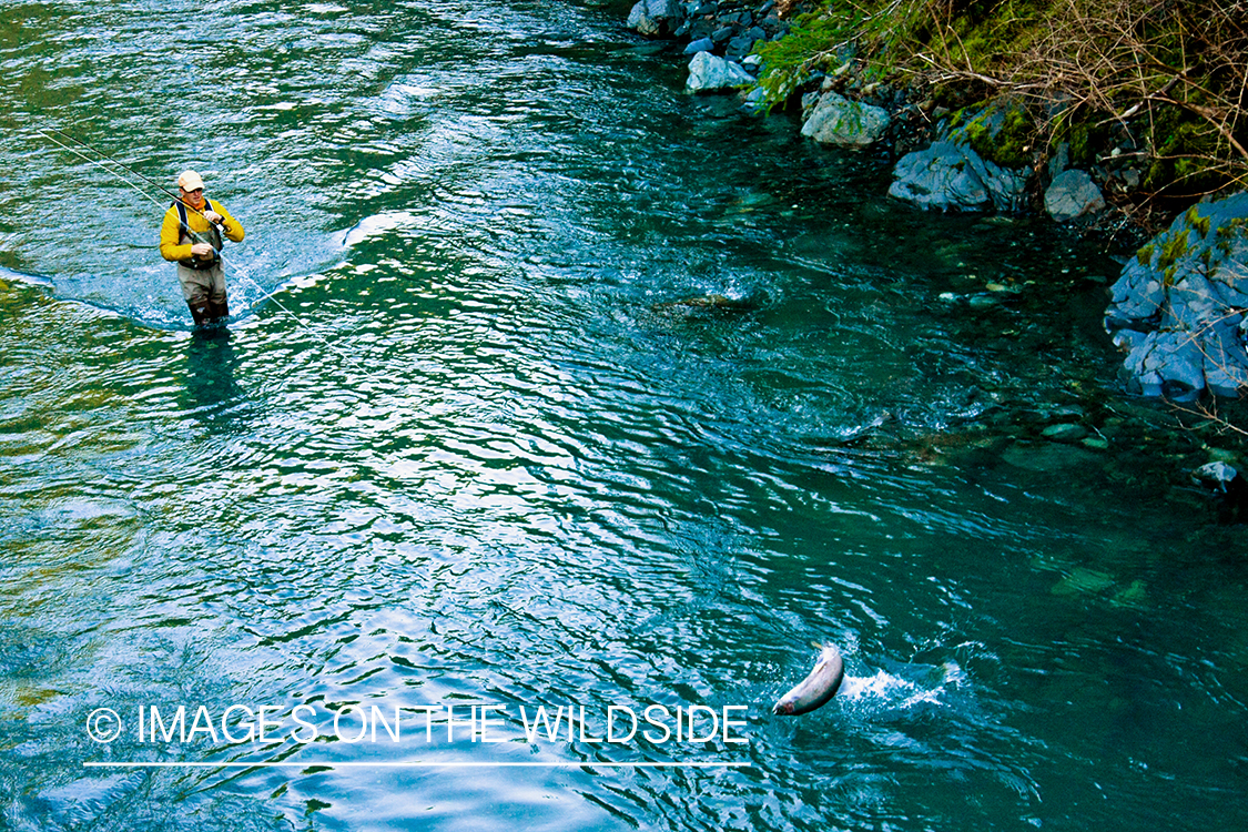 Flyfisherman fighting jumping steelhead on line.