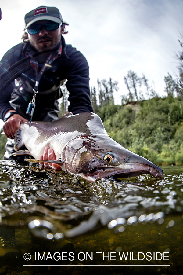 Flyfisherman releasing pink (humpy) salmon.