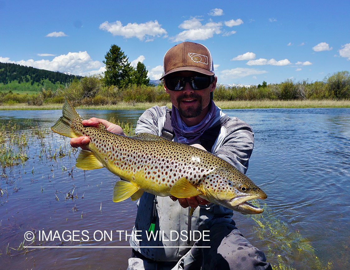 Flyfisherman releasing Brown Trout.