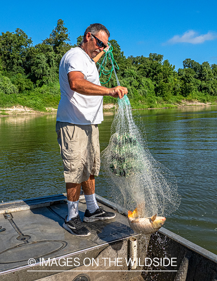 Flyfisherman with bait for Alligator gar.