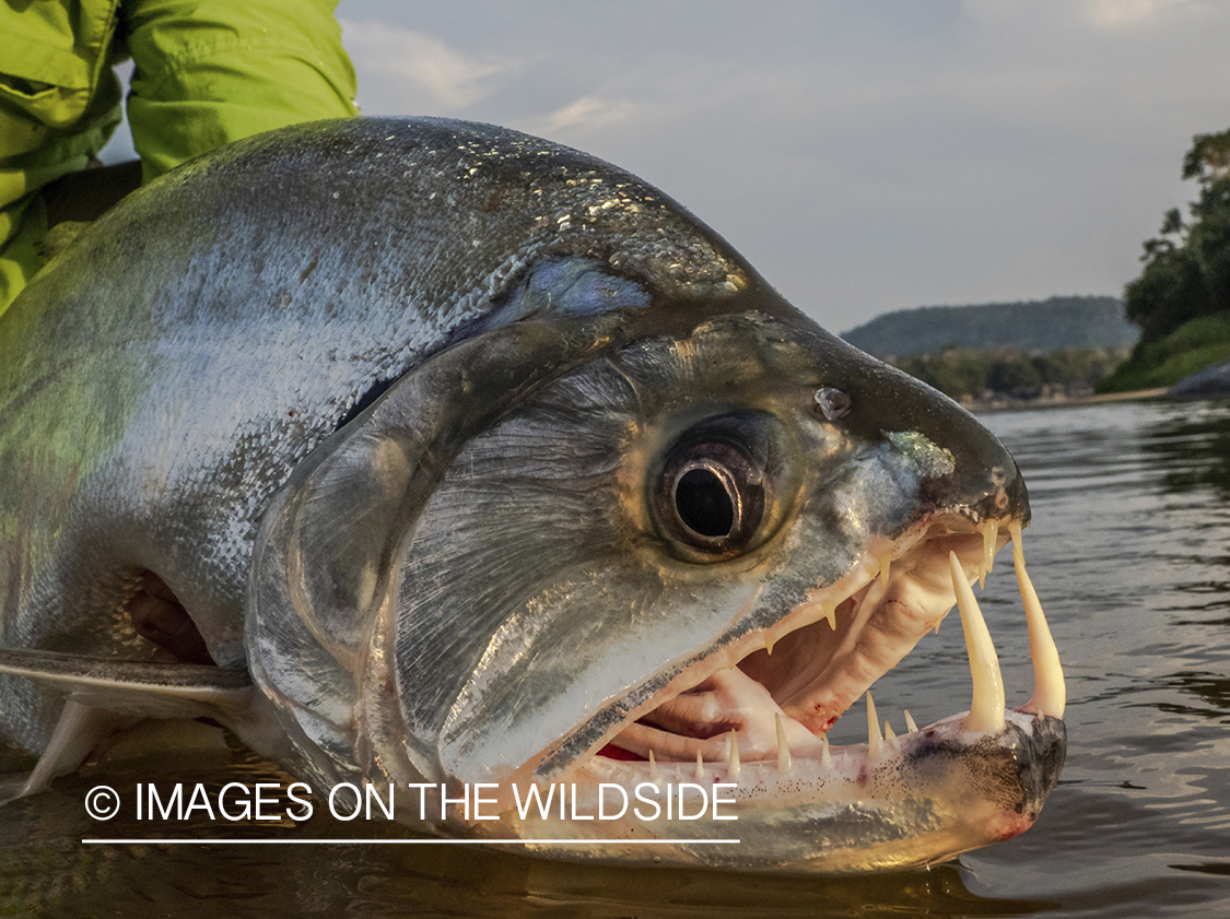 Payara close up.