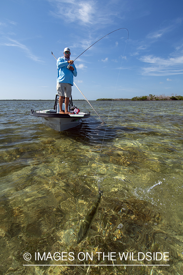 Flyfisherman fighting bonefish.