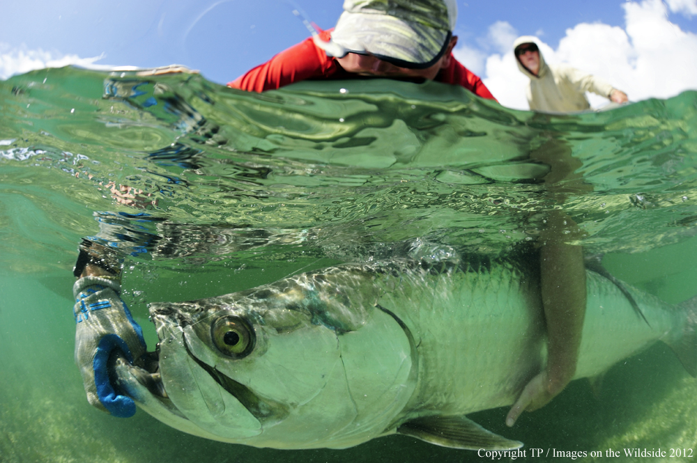 Flyfisherman with Tarpon. 