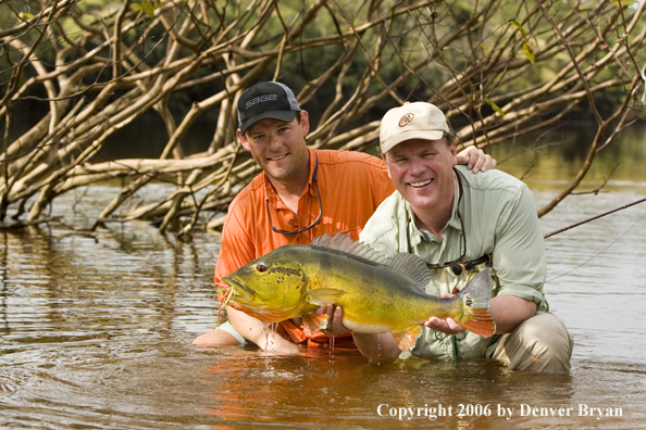 Fisherman holding Peacock Bass