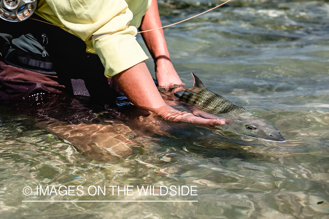 Flyfishing woman with bonefish.