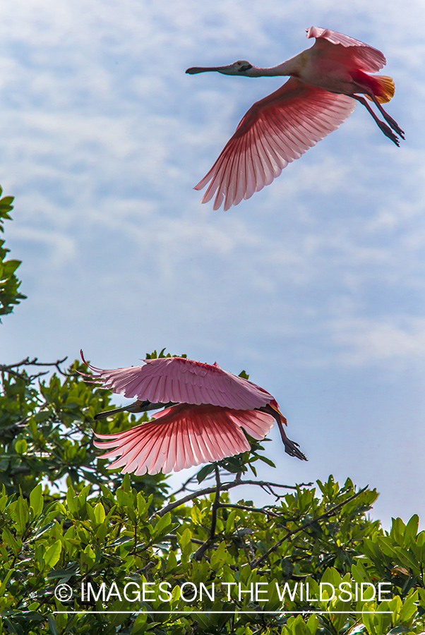 Roseate spoonbill in flight.