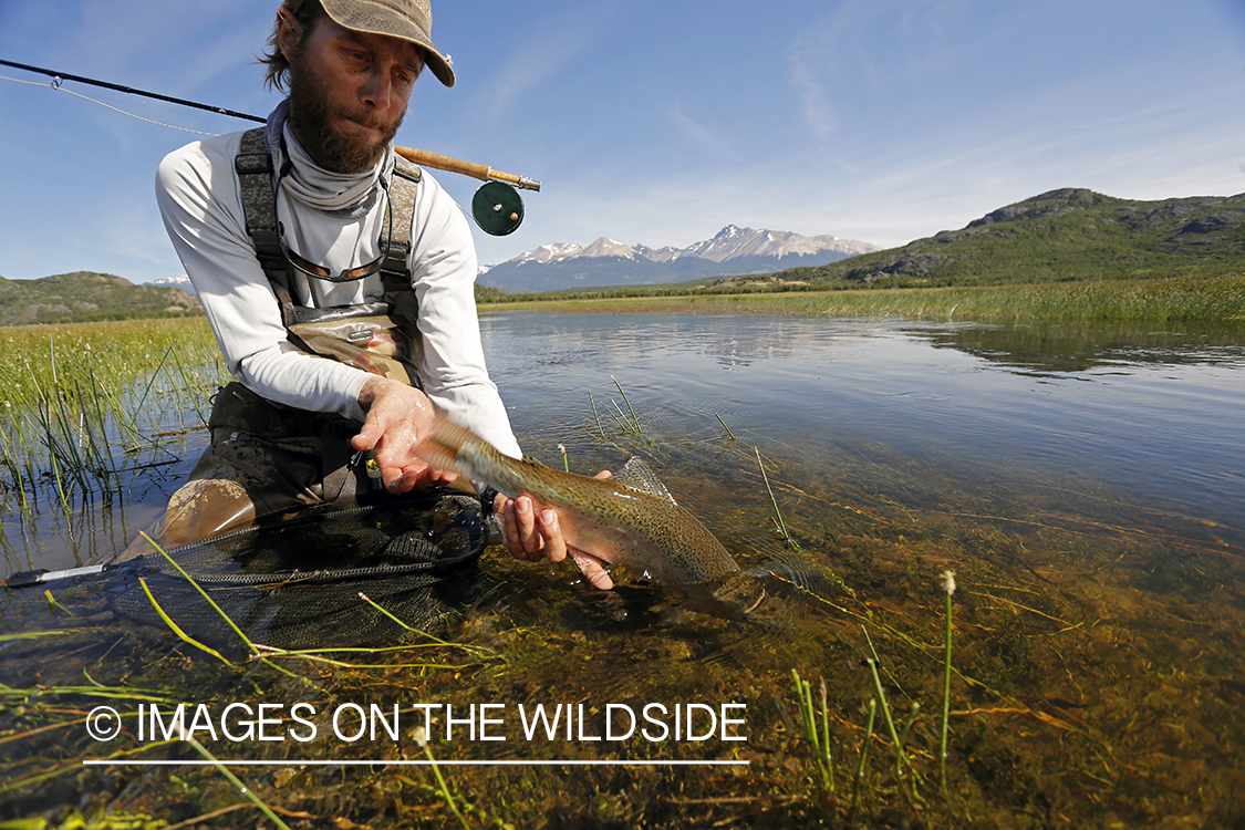 Flyfisherman releasing rainbow trout.