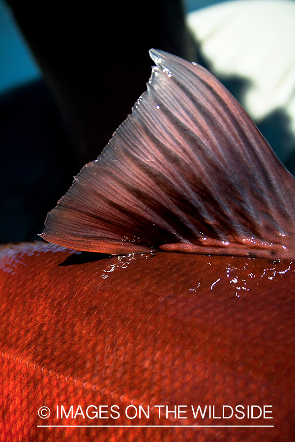 Salmon dorsal fin. 