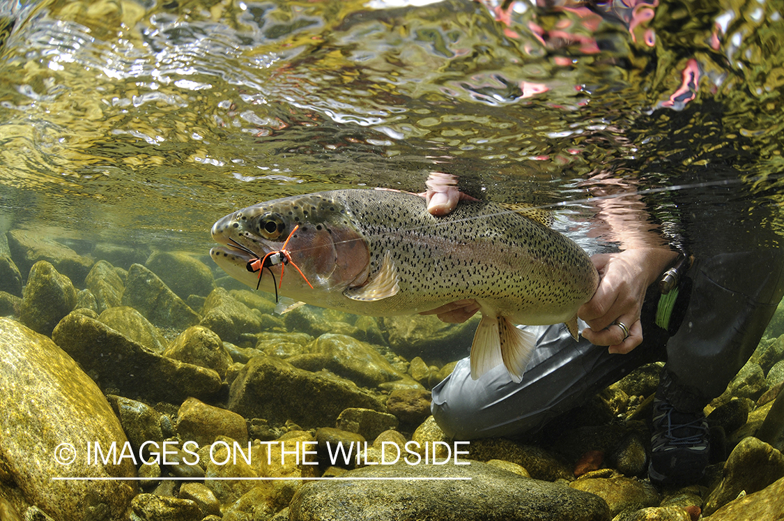 Rainbow trout.